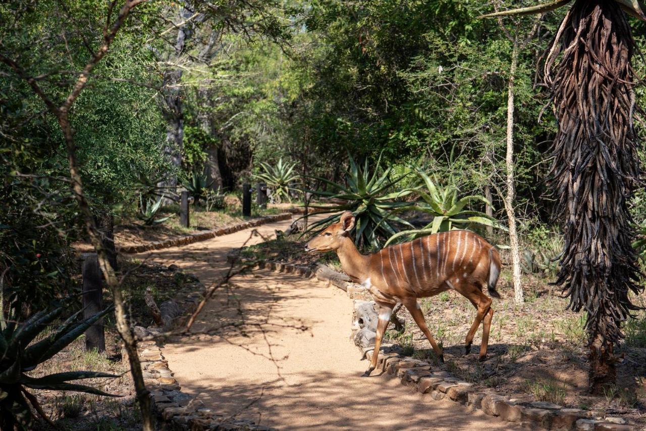 Вілла Jabulani Safari Kapama Game Reserve Екстер'єр фото